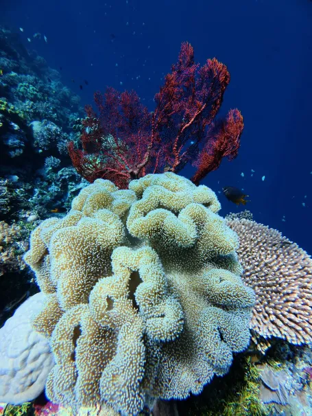 Tomia Coral Reef Snorkeling